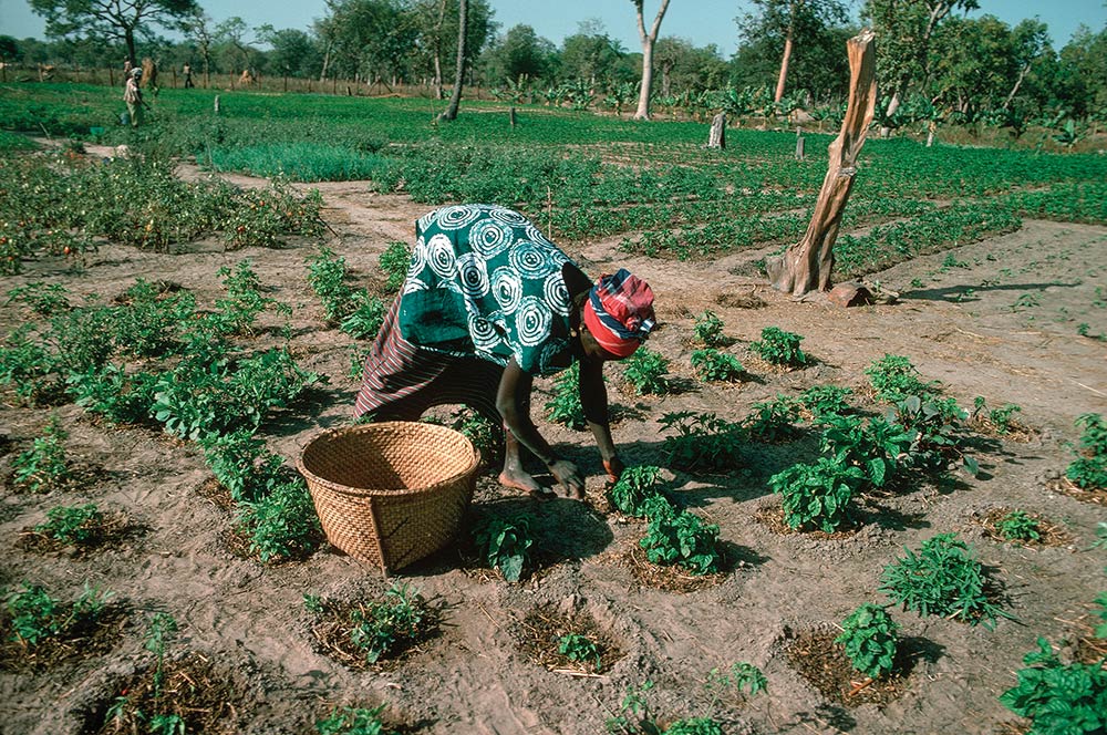 National Women Farmers Association