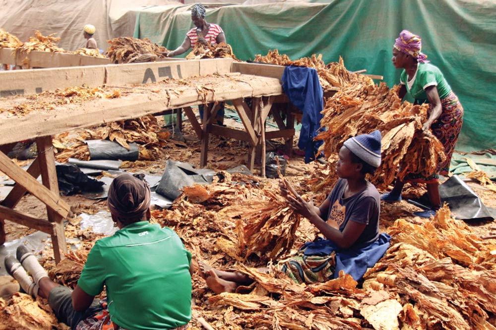 Workers grade cured tobacco