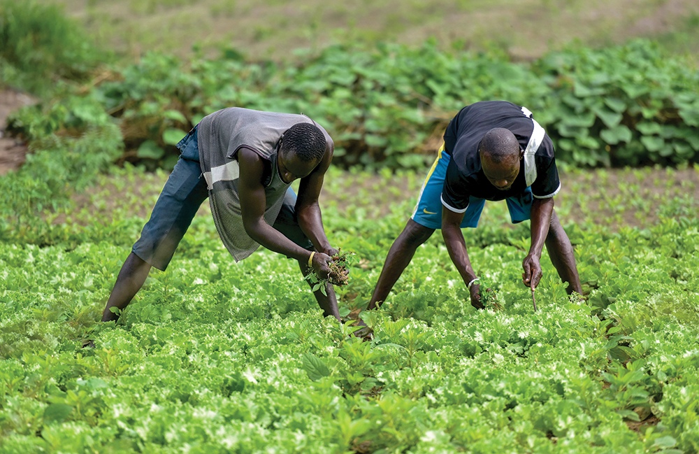 Agriculture